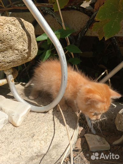 Бронь. Котёнок