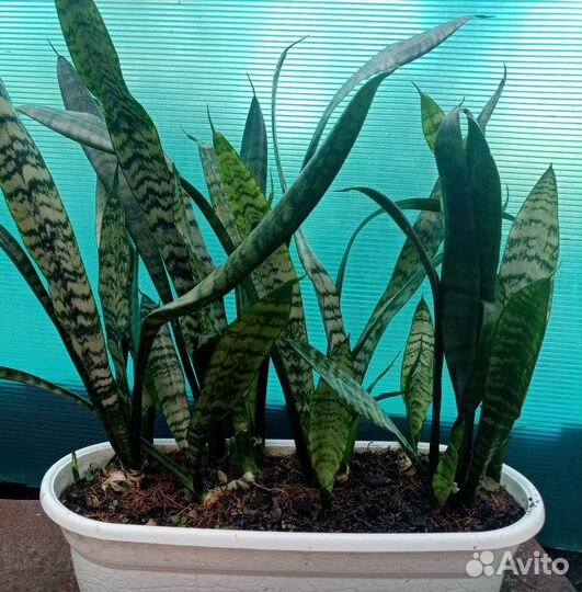 Сансевиерия. Тёщин язык