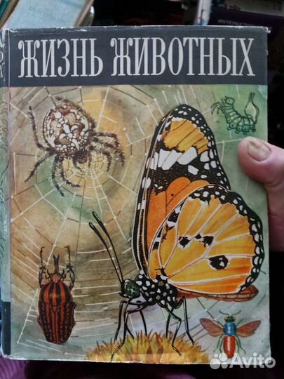 Жизнь животных