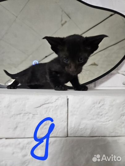 Ориентальные котята