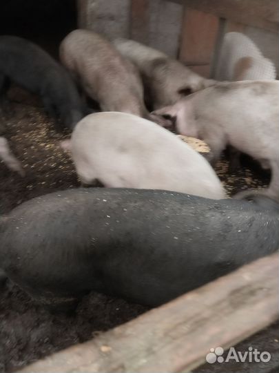 Поросенок Крупная чёрная