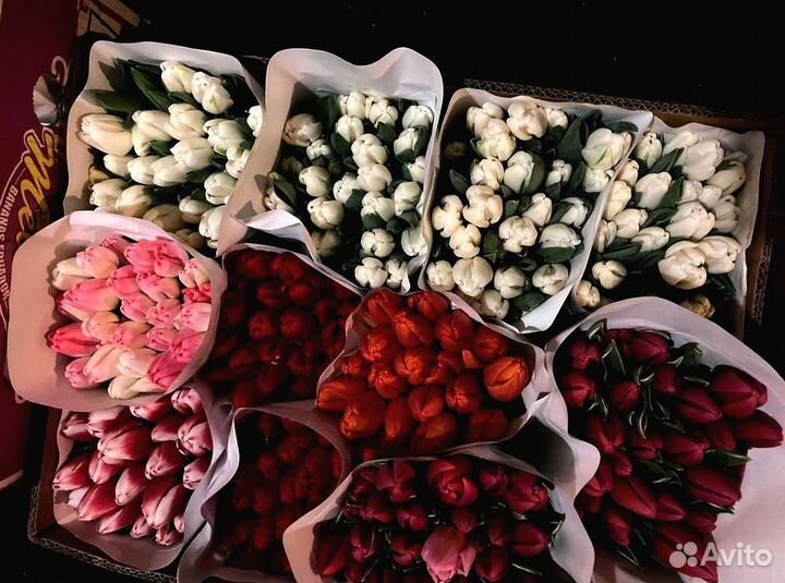 Тюльпаны оптом