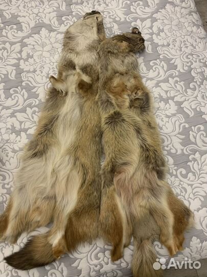 Шкурки лисьи целые