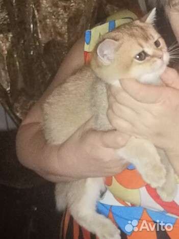 Шотландские котятки