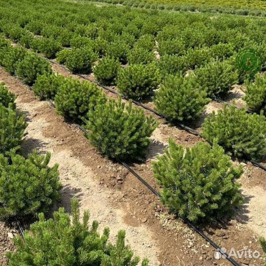 Туя смарагд брабант с гарантией приживаемости