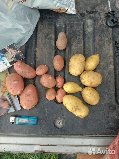 Продам картофель