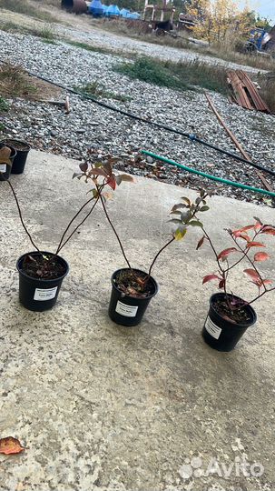 Гортензия метельчатая Котон крим, Фрайз мельба