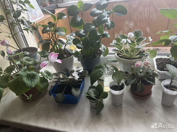 Фиалка, постоянно цветущая