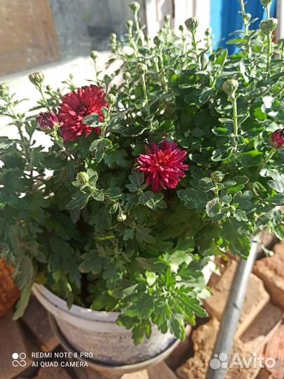 Хризантемы