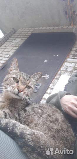 Шикарная киса