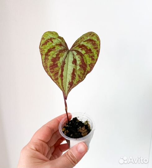 Комнатные растения 2