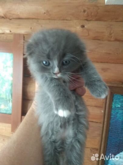 Котята