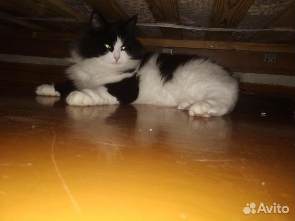 Кошка мышеловка