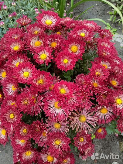 Хризантема