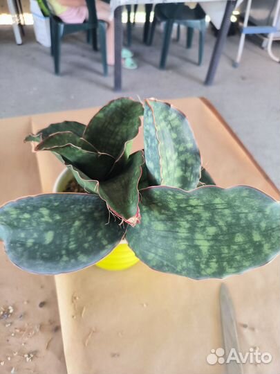 Сансавиерия сортовая