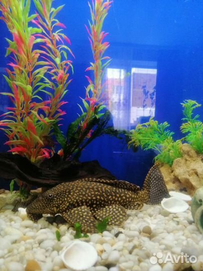 Сом птеригоплихт