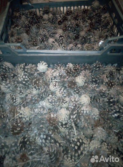 Шишки сосновые