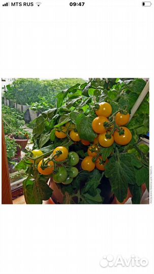 Комнатные помидоры и Комнатный болгарский перец