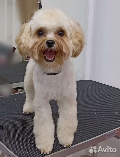 Стрижка собаки и кошки. Чистка зубов ультразвуком