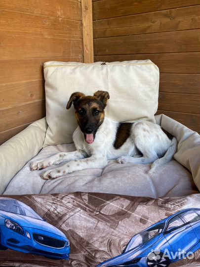 Щенок мальчик помесь курцхаара