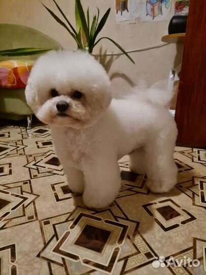 Вязка Бишон фризе