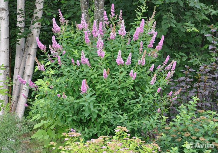 Спирея Билларда розовая