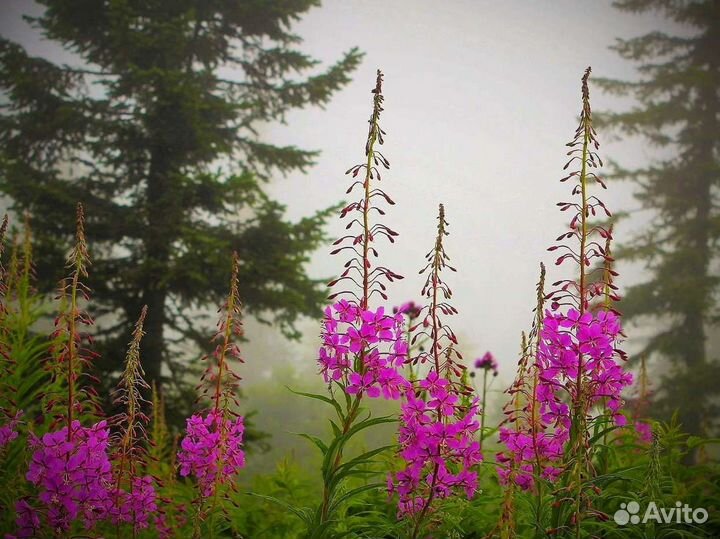 Иван-чай 1кг 2О23 органический, полезный