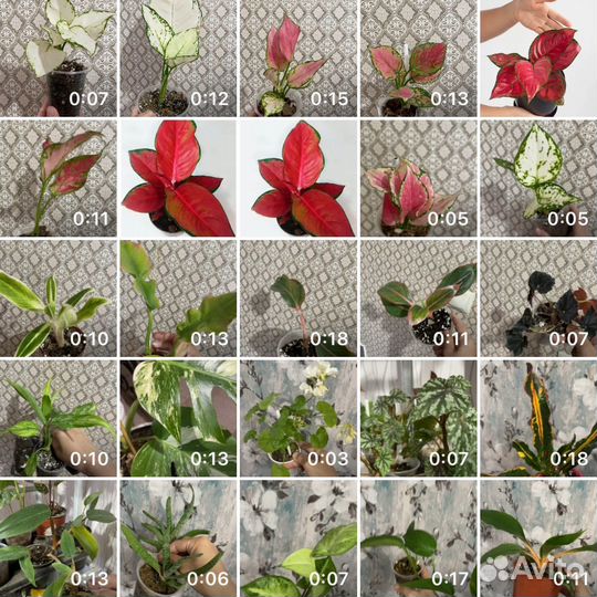 Аглонема комнатные цветы растения