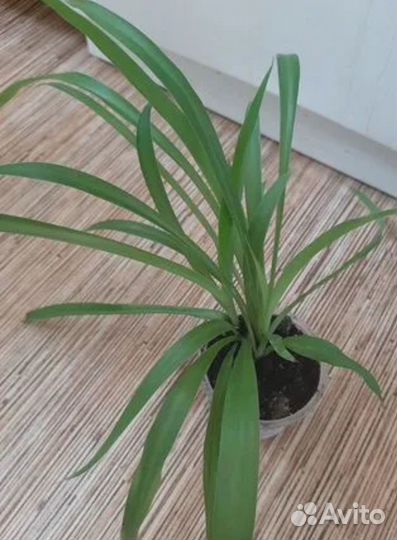 Хлорофитумы