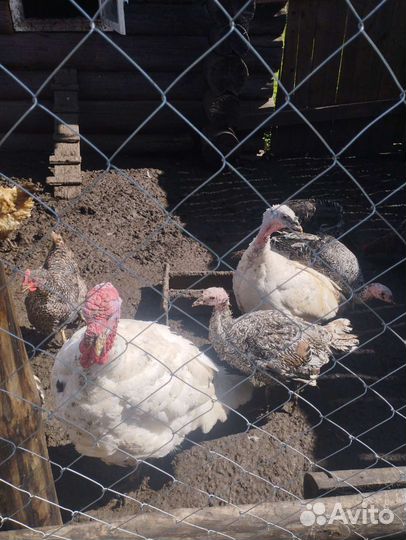 Индюки индюшки и курицы породы доминант