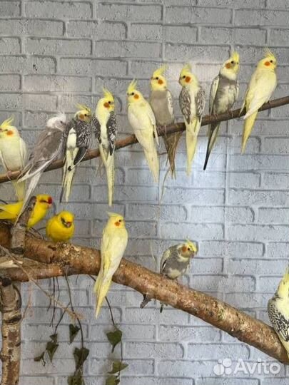 Попугай карелла птенцы