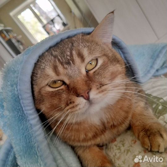 Шотландский кот