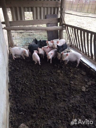 Вьетнамские поросята