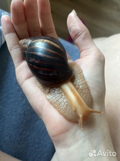 Улитки ахатины