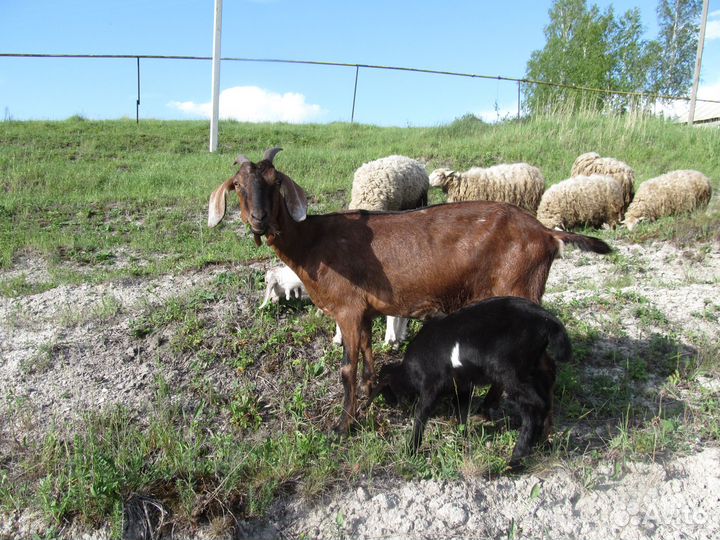 Процентные нубийские козы и козлята