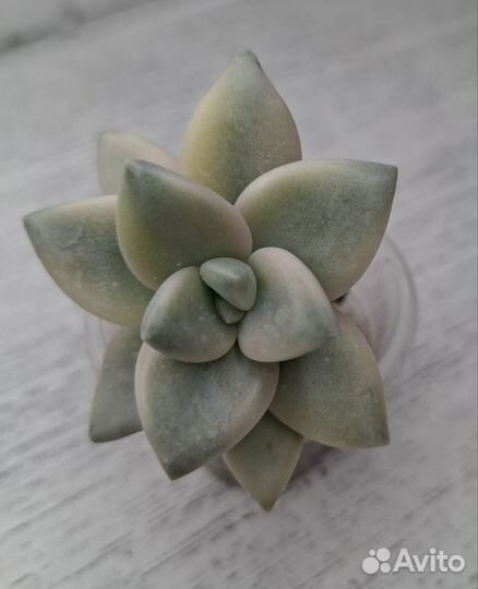 Echeveria Lola и др