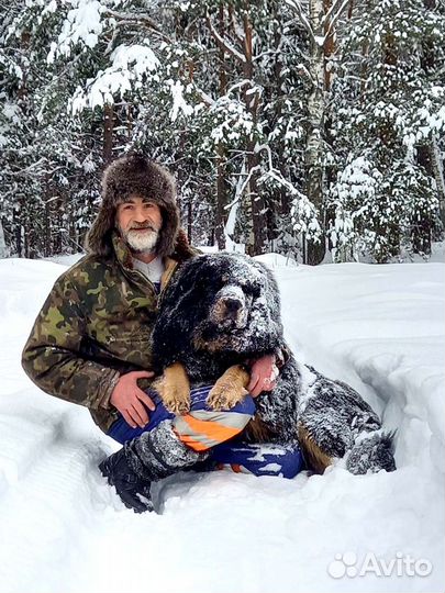 Собаки Вязка. Тибетский мастиф