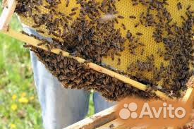 Пакеты пчел