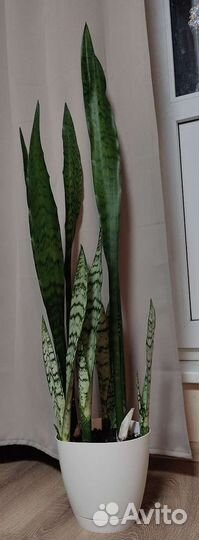 Декабрист. Сансевиерии трехполосная, дунери