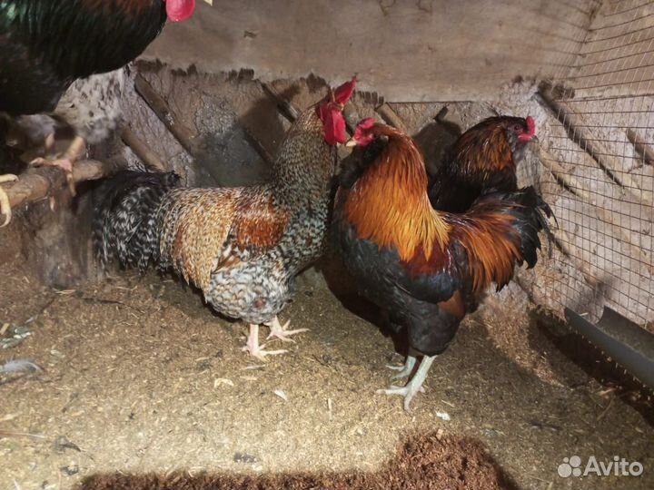 Куры несушки, Петухи