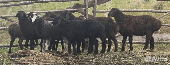 Гисарские бараны