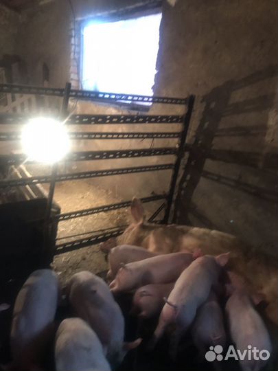 Поросенок ландрас 1 месяц