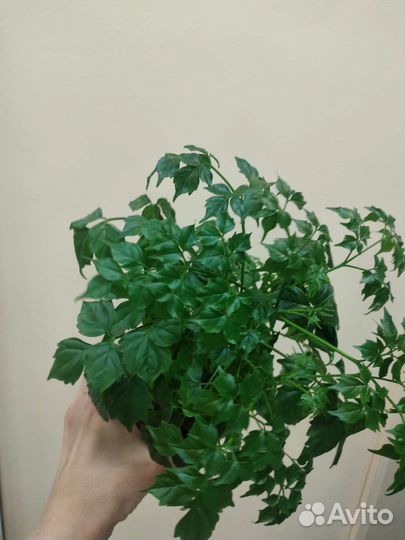 Драцена,Радермахер драцена взрослое,хирита