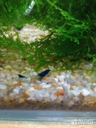 Креветки синие, сомики анциструсы