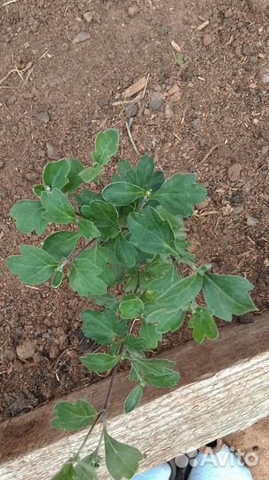 Хризантемы мультифлора