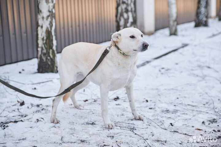 В добрые руки хорошая собака Милка