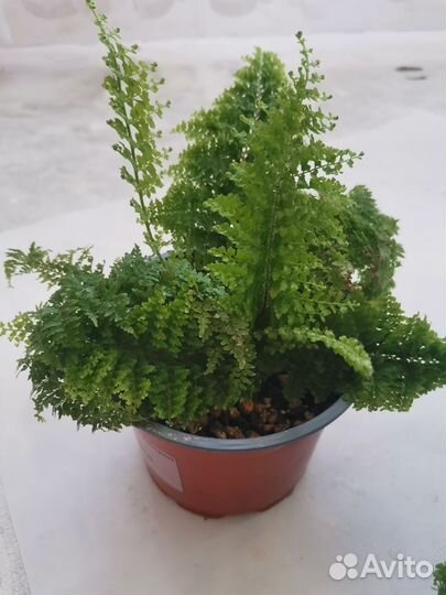 Папоротник нефролепис