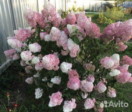 Гортензии 30 сортов
