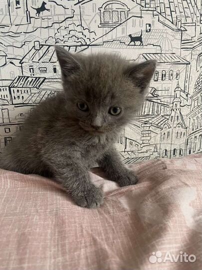 Британские котята