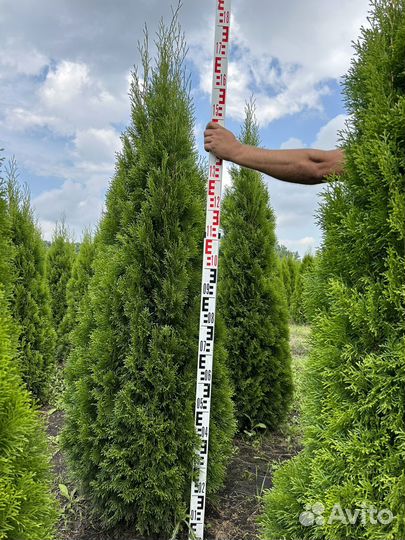 Туи смарагд